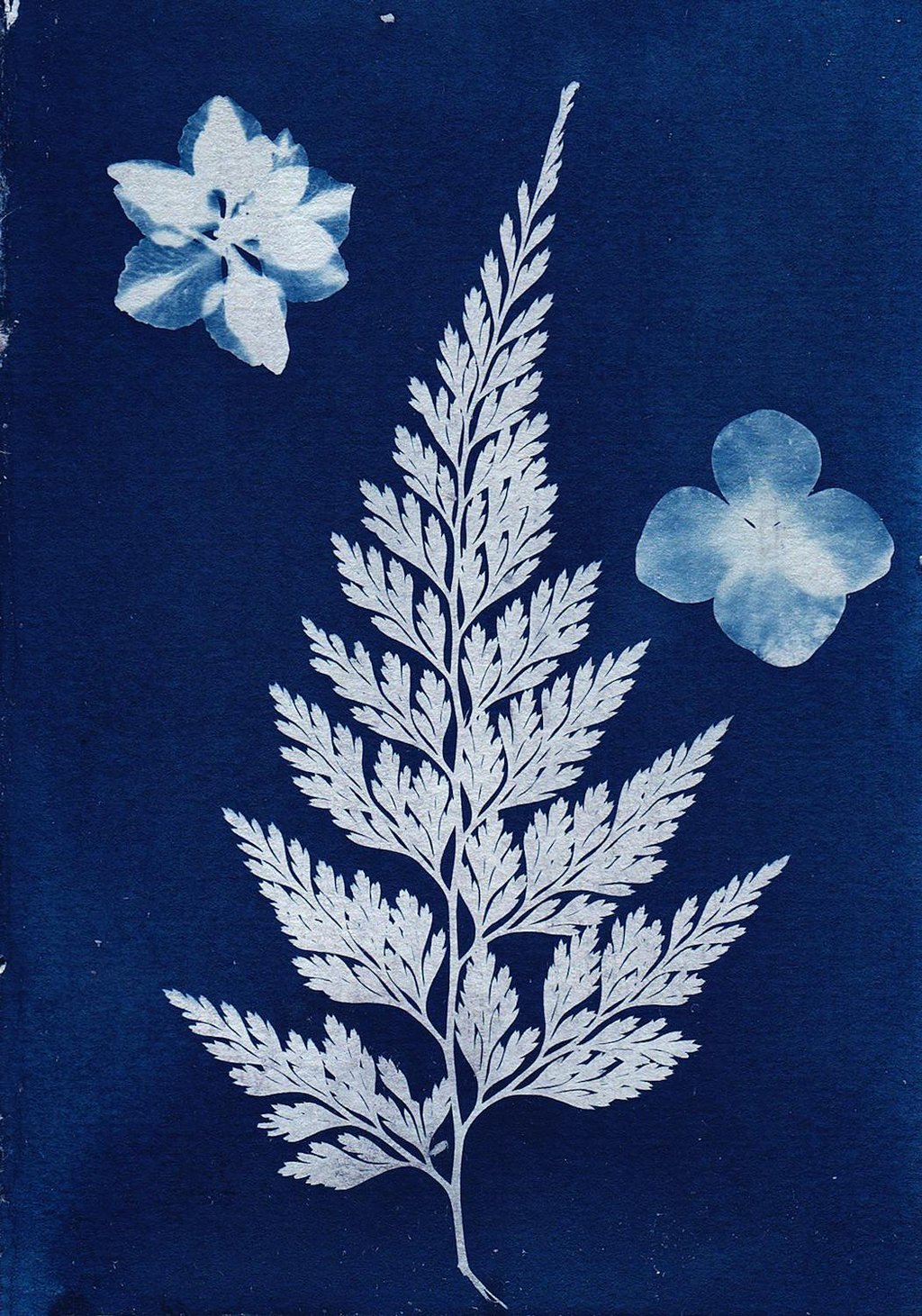 Atelier cyanotype